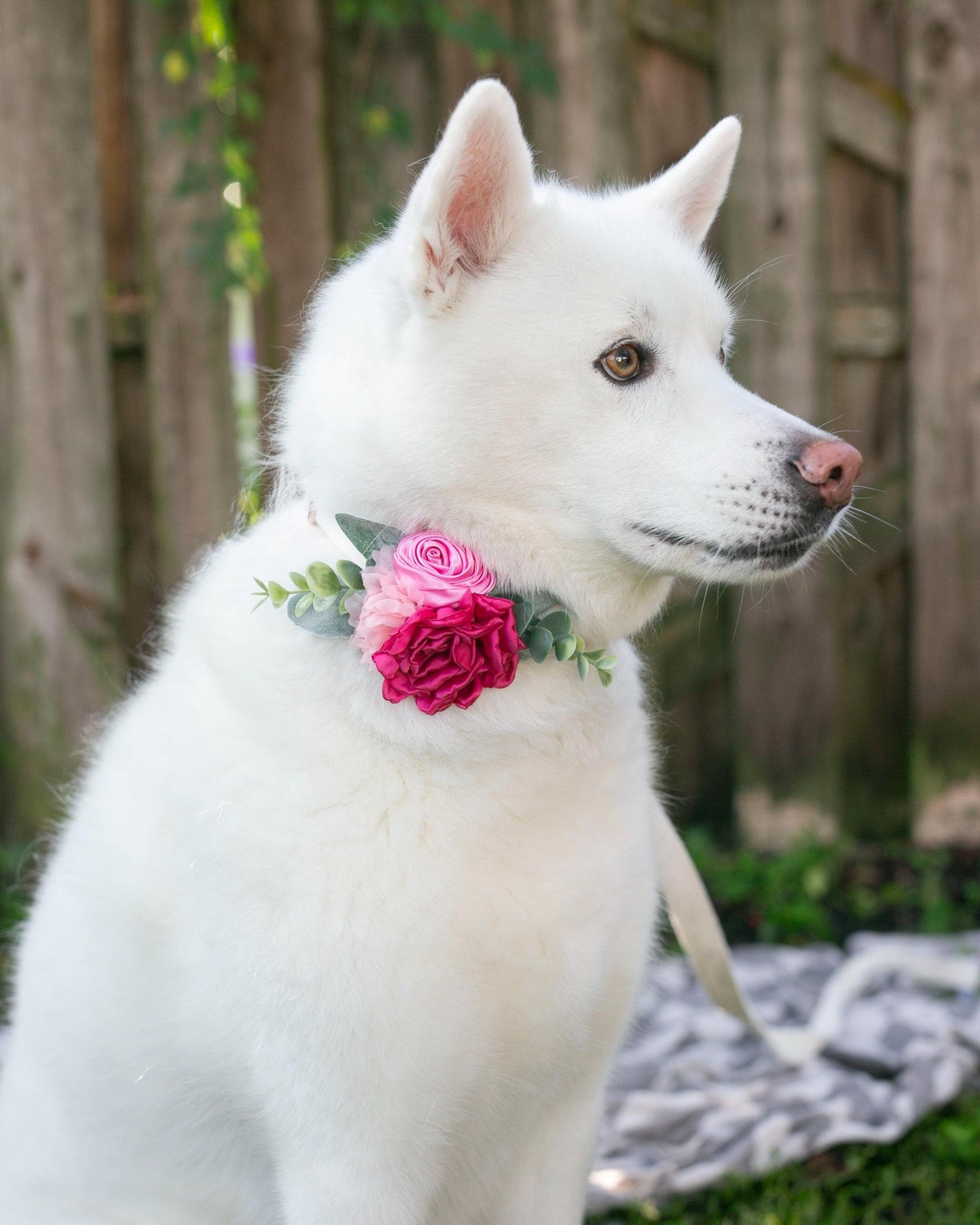 Dog Corsage