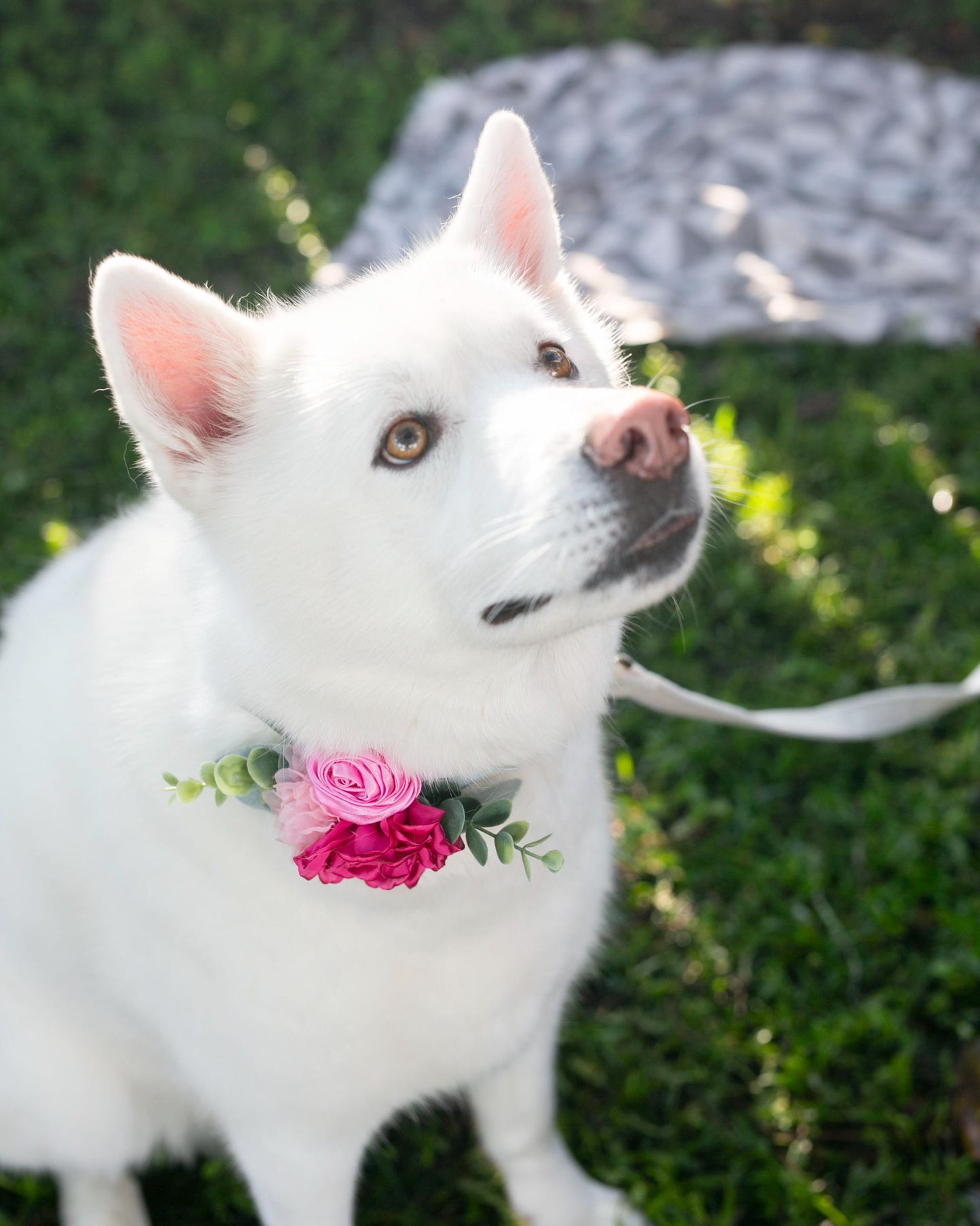 Pink Floral Dog Collar Corsage: Wedding Ring Bearer Accessory