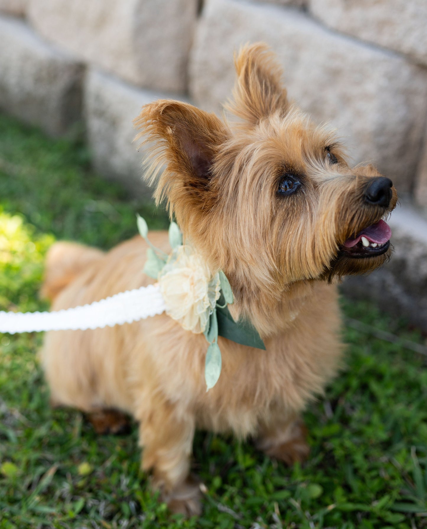 Wedding Dog Collar Corsage: Amber Floral Pet Collar Attachment
