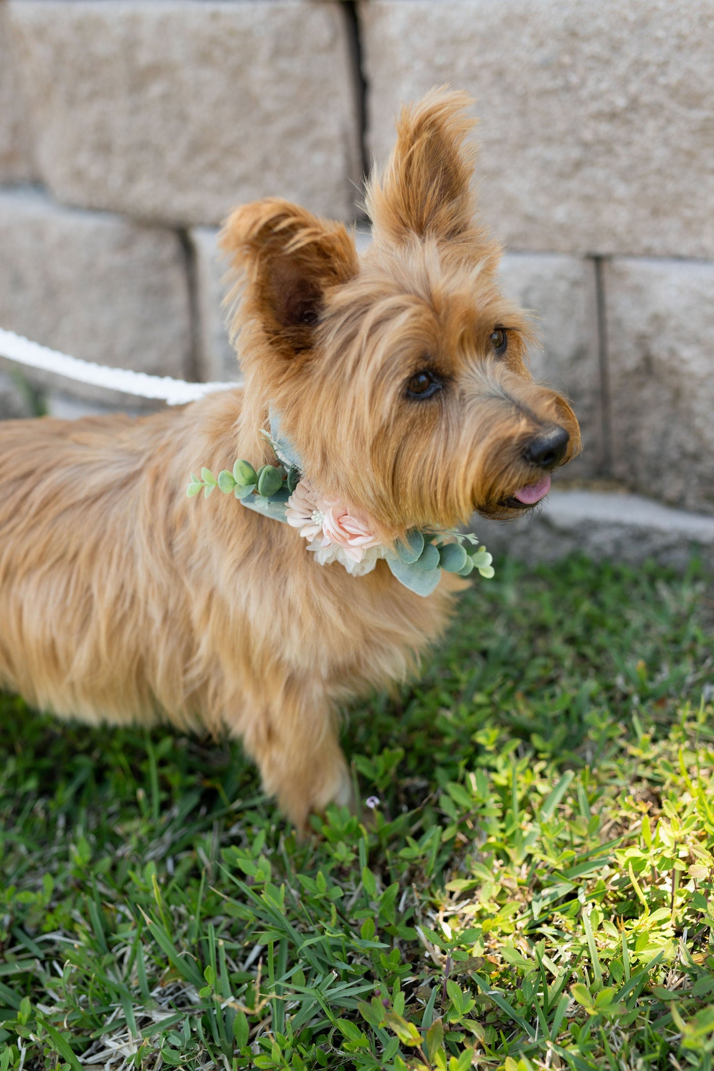 Blush Floral Dog Collar Corsage: Wedding Leash Accent