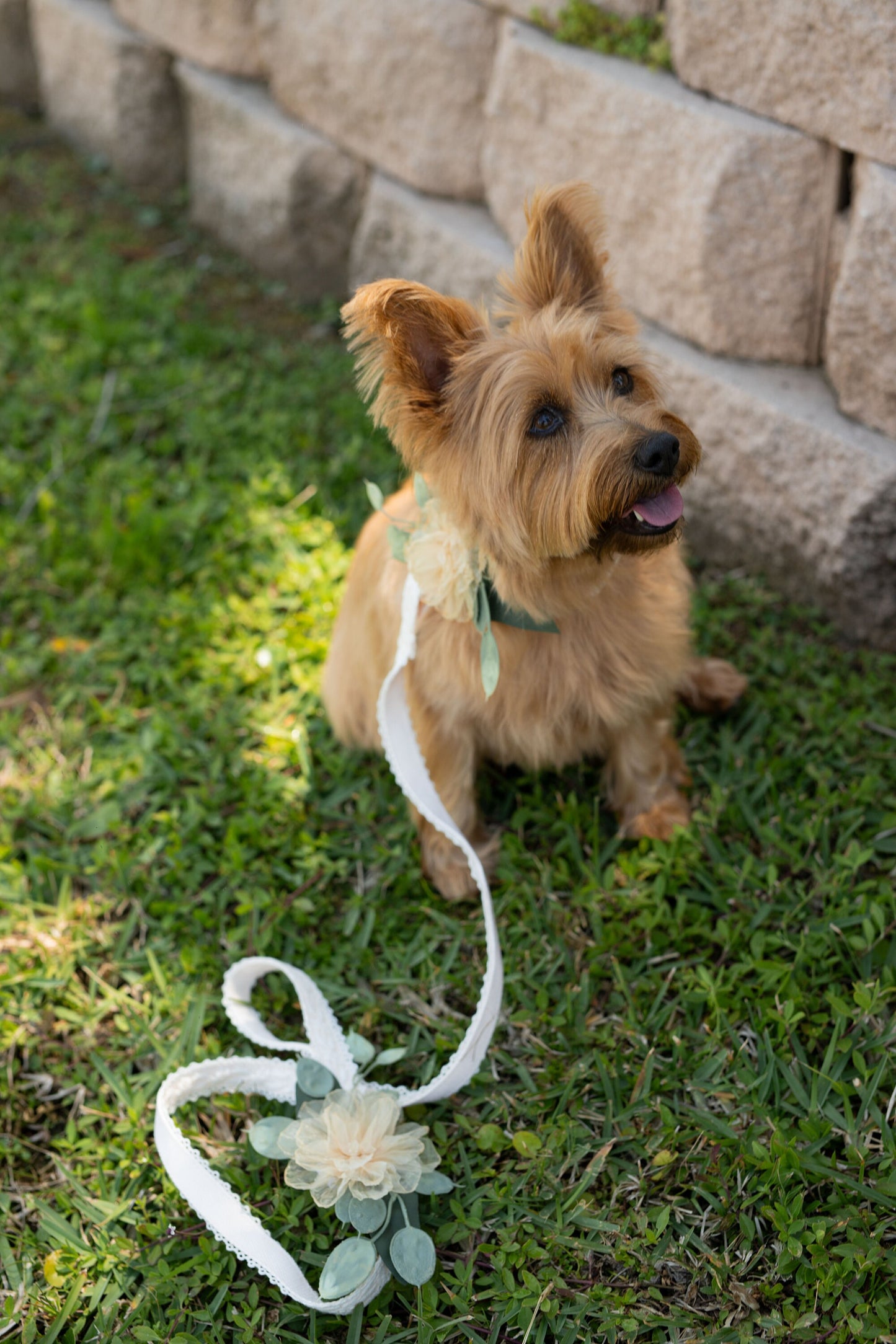 Wedding Dog Collar Corsage: Amber Floral Pet Collar Attachment