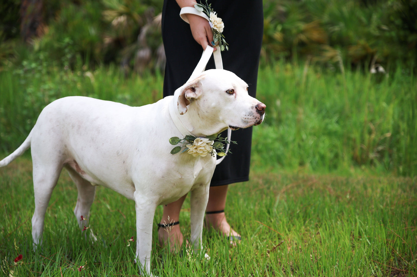 Wedding Dog Collar Floral Patch: Ivory Flower & Eucalyptus Accessory