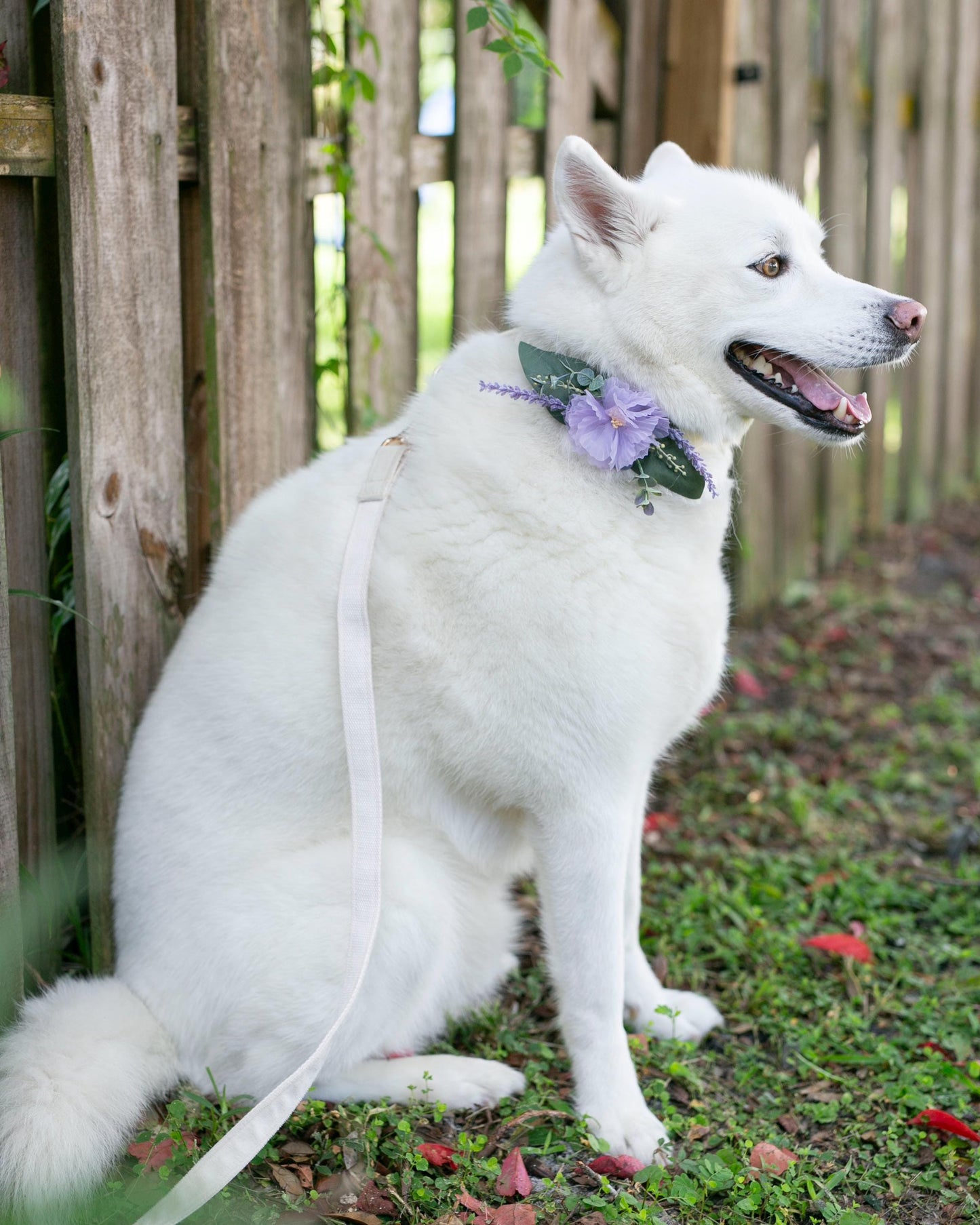 Lilac Dog Collar Corsage: Removable Pet Wedding Accessory