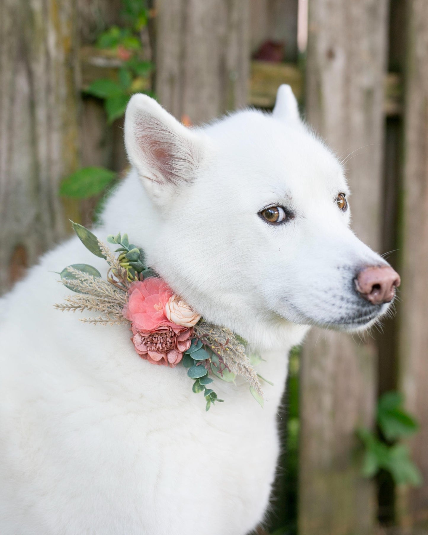 Francesca Dog Wedding Collar Corsage: Terracotta Coral Floral Pet Collar