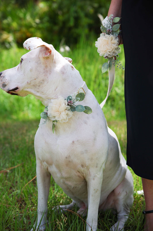 Dog Wedding Collar Corsage: Ivory Floral Pet Collar Accessory