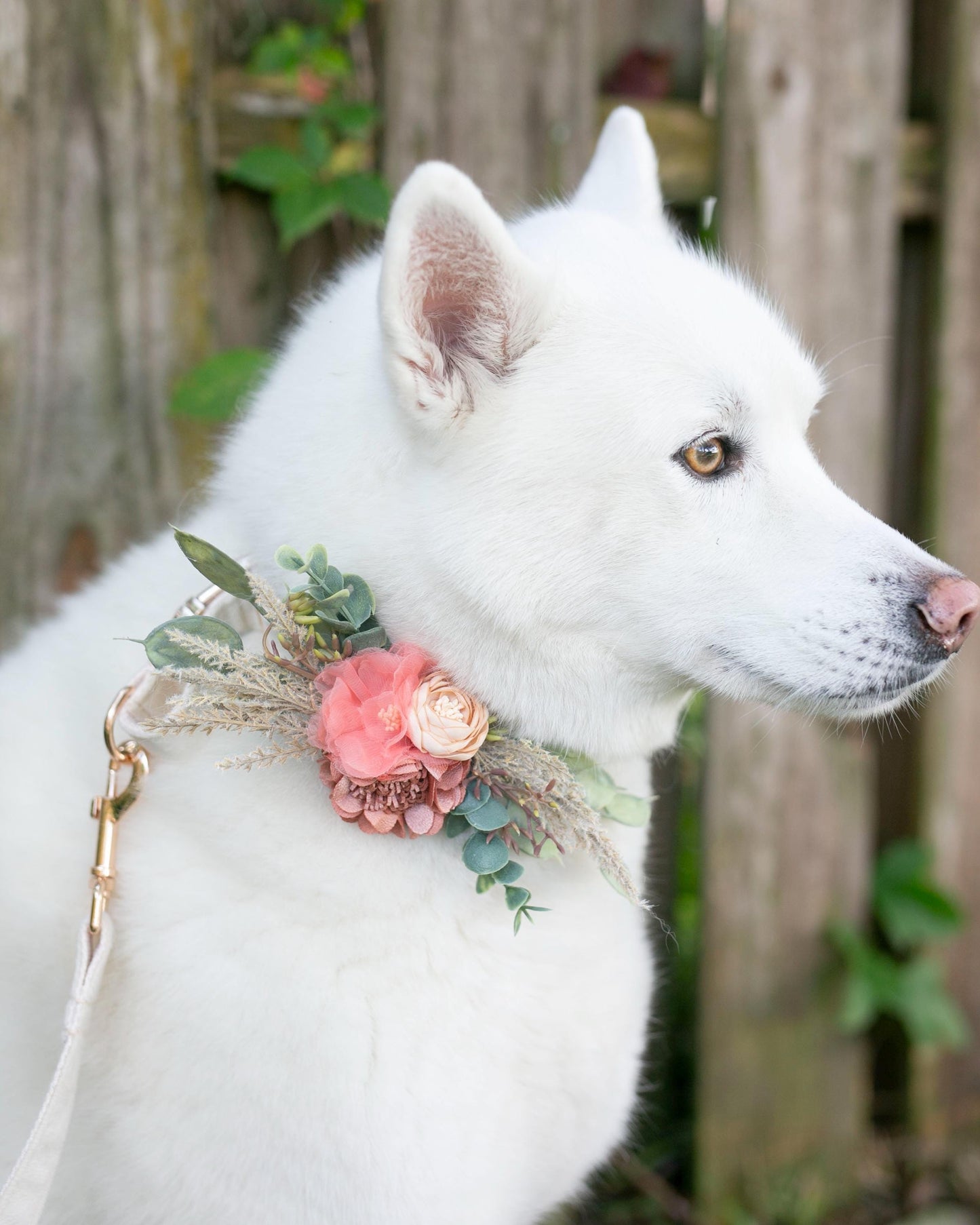 Francesca Dog Wedding Collar Corsage: Terracotta Coral Floral Pet Collar