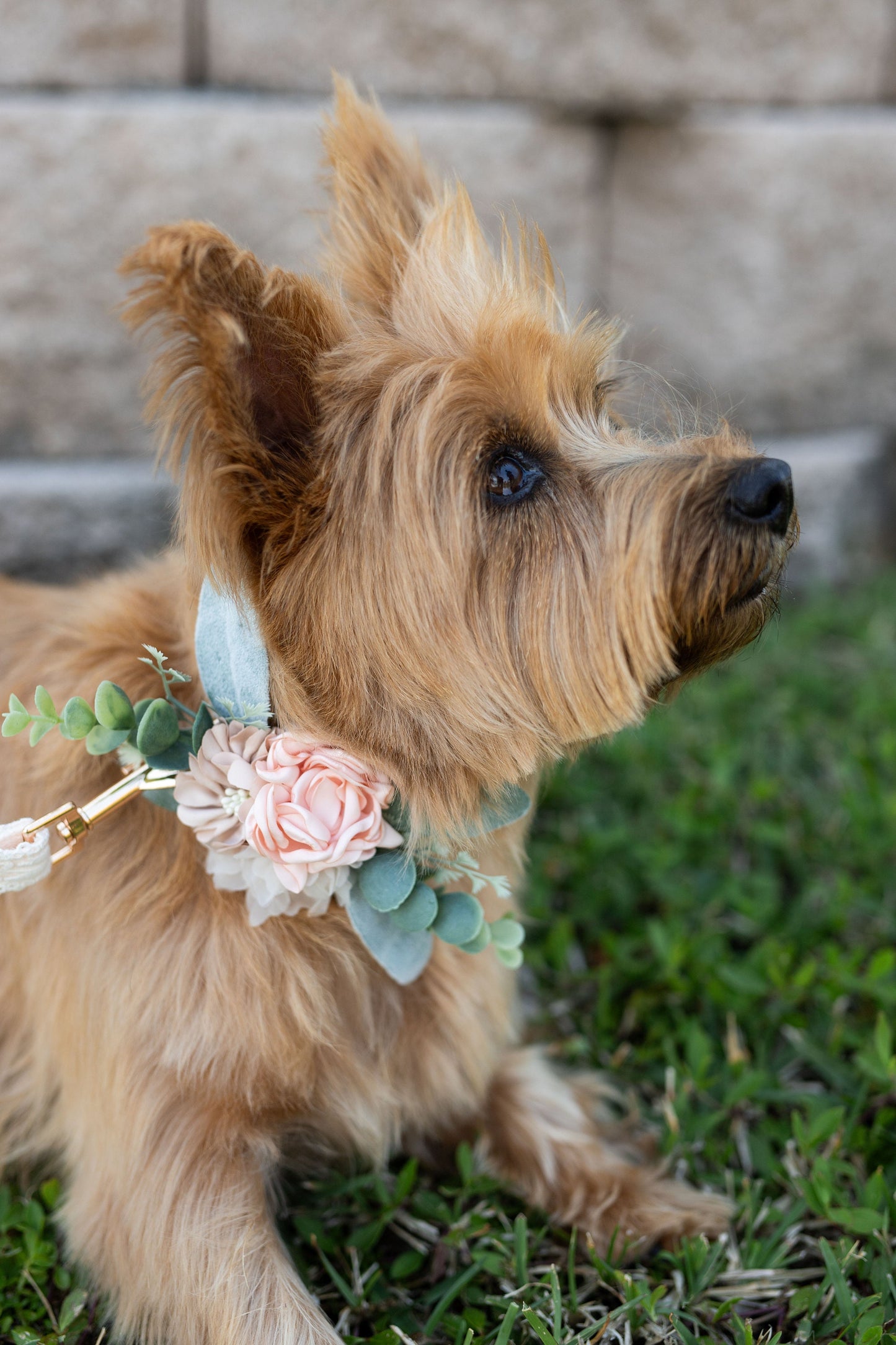Blush Floral Dog Collar Corsage: Wedding Leash Accent