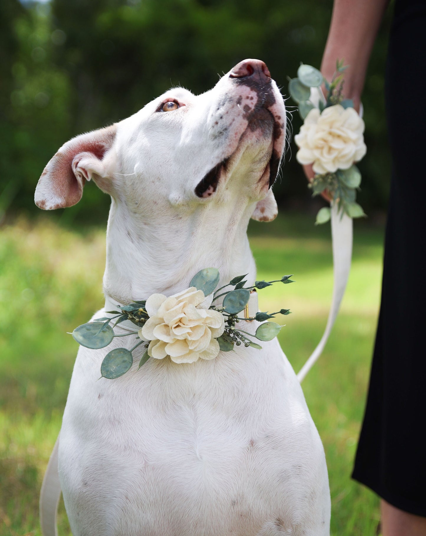 Wedding Dog Collar Floral Patch: Ivory Flower & Eucalyptus Accessory