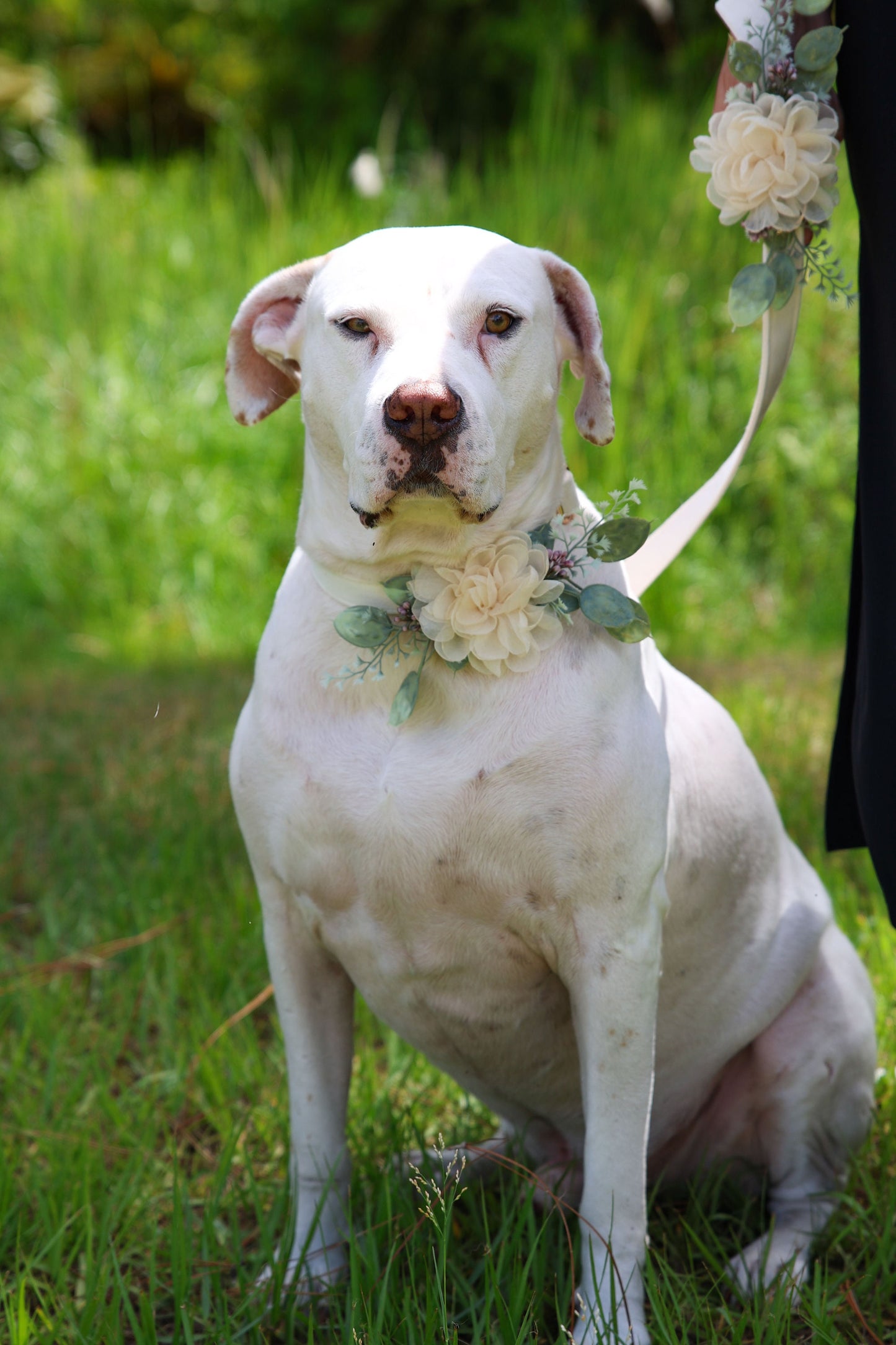 Dog Wedding Collar Corsage: Ivory Floral Pet Collar Accessory