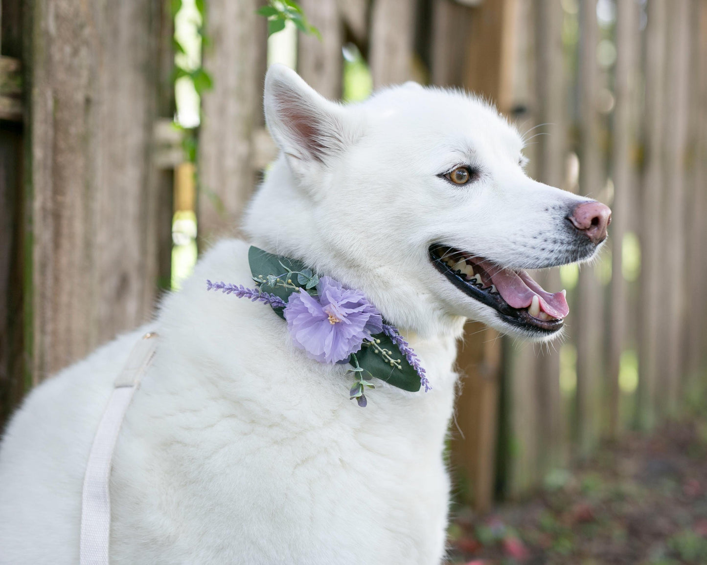 Lilac Dog Collar Corsage: Removable Pet Wedding Accessory