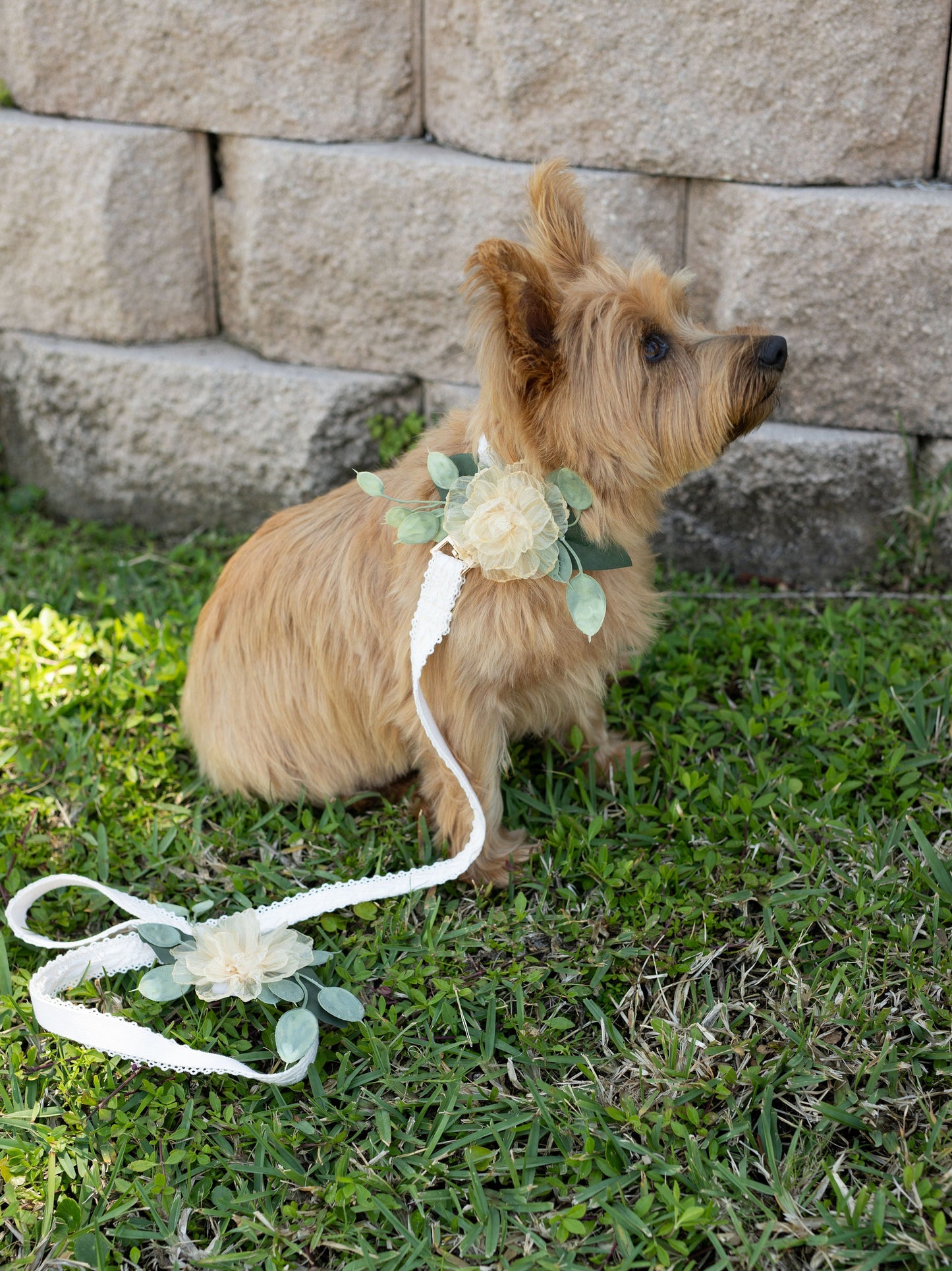 Wedding Dog Collar Corsage: Amber Floral Pet Collar Attachment