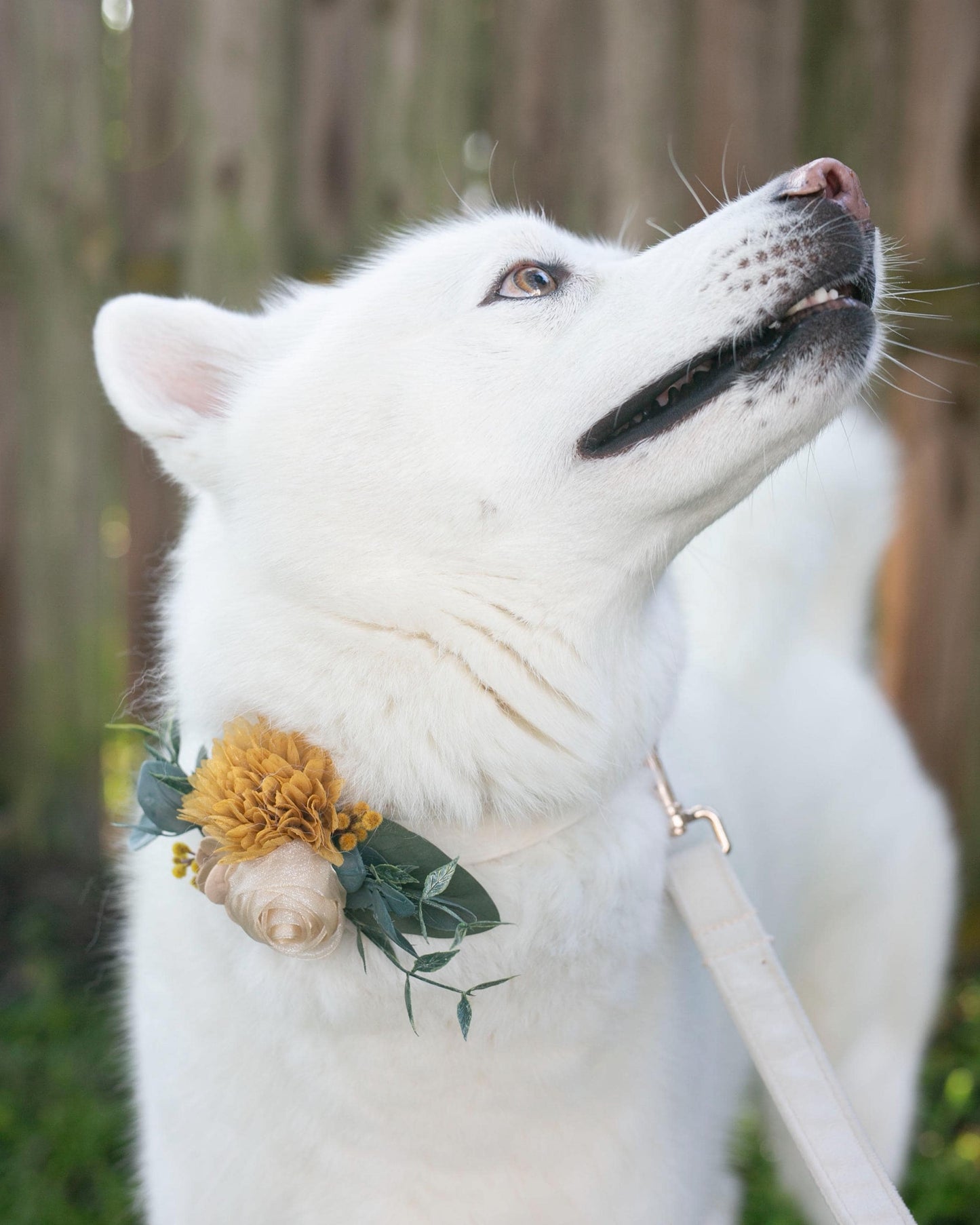 Yellow Gold Floral Dog Collar Corsage: Removable Wedding Accessory