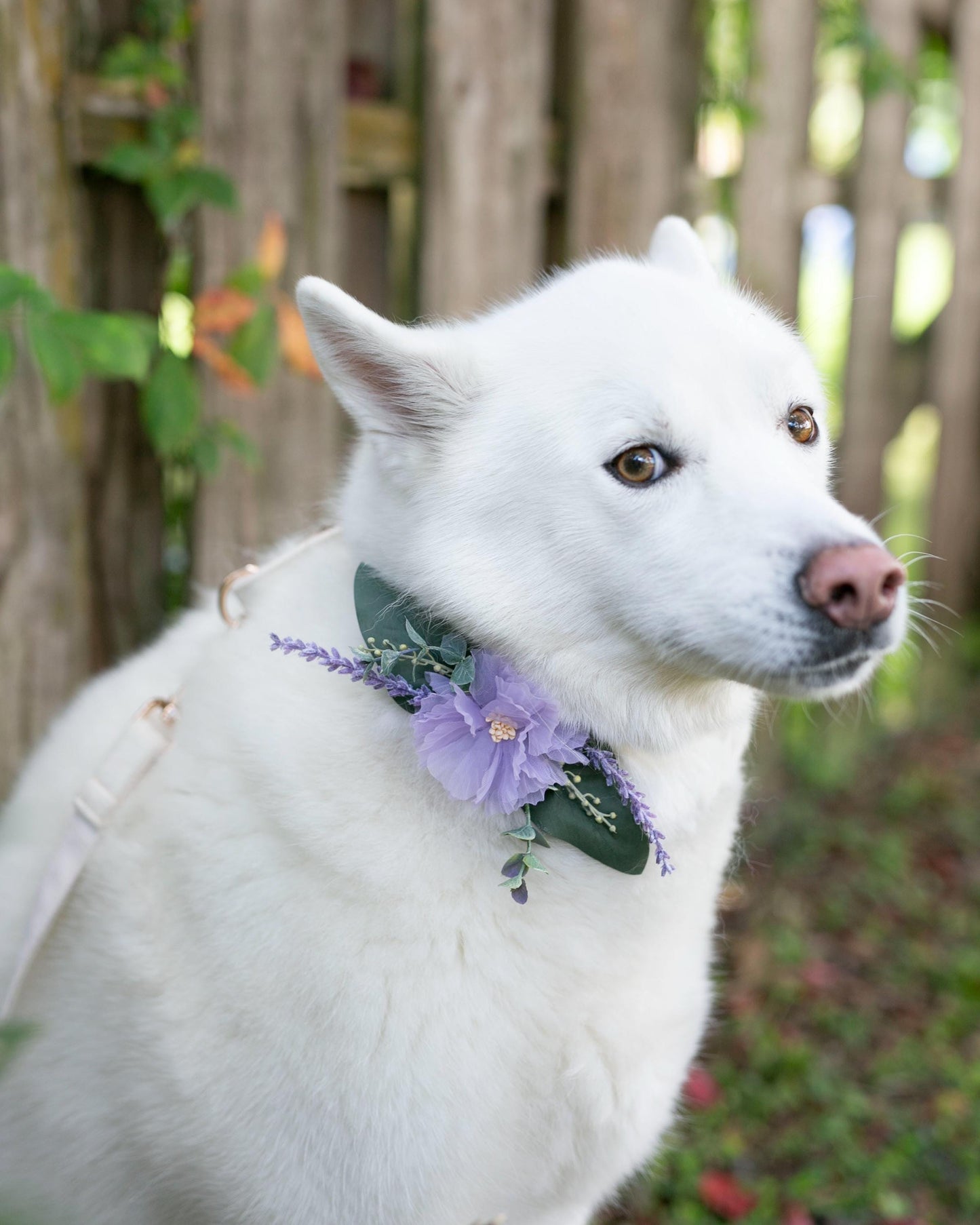 Lilac Dog Collar Corsage: Removable Pet Wedding Accessory