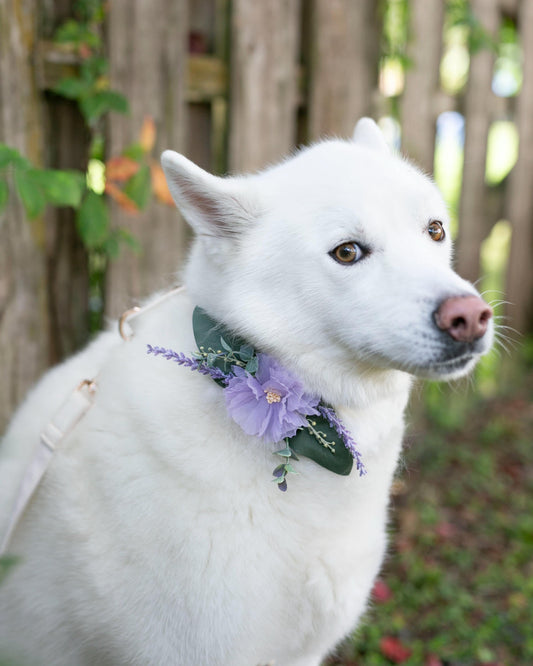 Lilac Dog Collar Corsage: Removable Pet Wedding Accessory